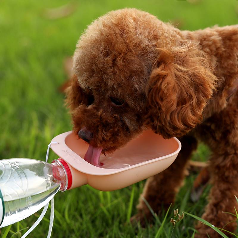 Portable Dog Water Bottle Feeder